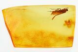 Fossil Caddisfly (Trichoptera) and Larva (Diptera) in Baltic Amber #315576-2
